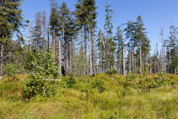 Dead forest near Runek Mountain in Beskid Sadecki in Poland on sunny day in August