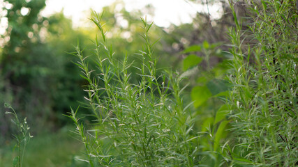 Organic tarragon Bush grows in the garden of the house. Spiced herbs for making lemonade, liqueur and use in the home medicine Cabinet for diseases. An ingredient for cooking meat sauces and pilaf.