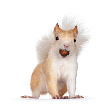 Cute  apricot with white Japanese Lis squirrel, standing facing camera with hazel nut in mouth. Looking sytraight at camera, showing both eyes and teeth. Isolated on white background.