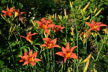 The blooming orange daylily in the summer garden is beautiful.