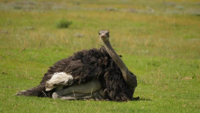 Female ostrich preening and grooming itself on a windy day, Addo Park, South Africa
