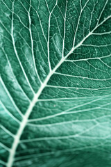 Green leaves background. Macro Leaf nature texture
