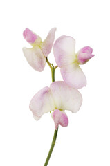 Sweet pea flowers