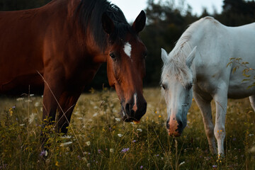 Two arabian horses grazing on the meadow. Free horse on pasture