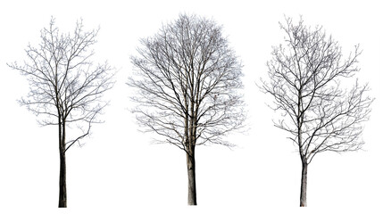 isolated on white three maple bare trees - obrazy, fototapety, plakaty