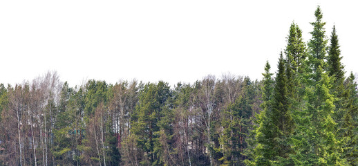 bare and evergreen trees forest on white