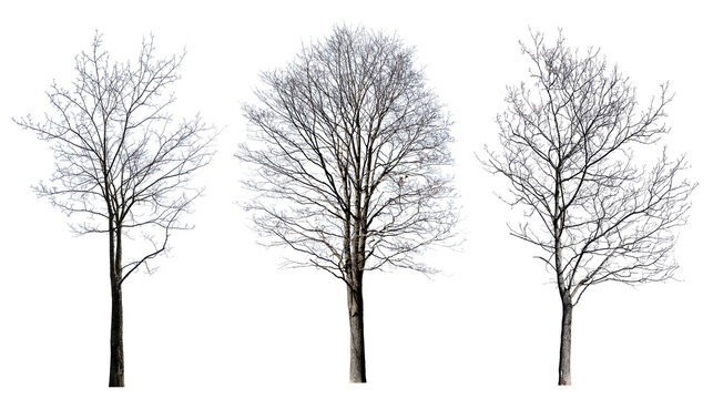 isolated on white three maple bare trees