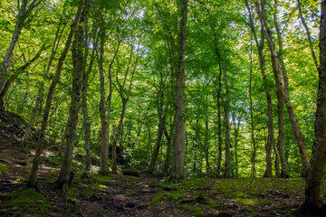 A picturesque forest of green deciduous trees, the summer sun shines with its warm rays through the foliage