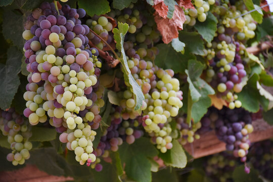 Uvas Ica Perú