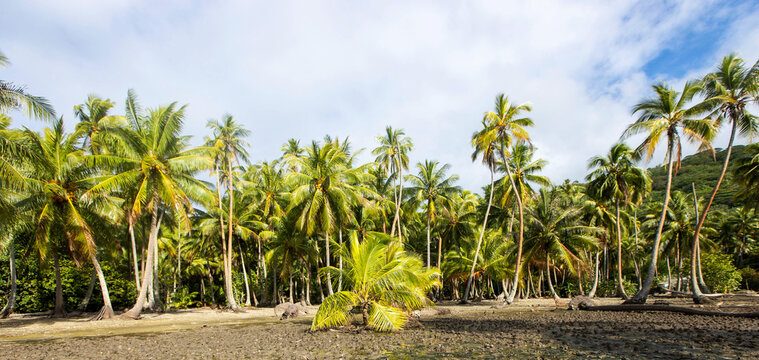 Lush tropical jungle with many palm trees on an island