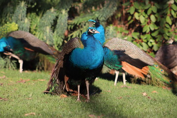 Fototapeta premium Wilder Pfau im Beacon Hill Park in Victoria, Vancouver Island