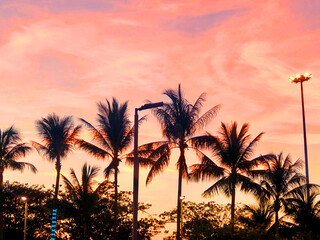 Obraz premium palm tree sunset