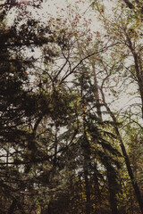 trees in the woods