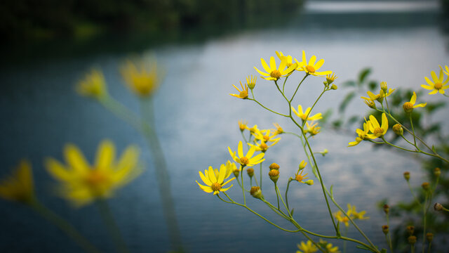 Yellow flowers along side of the lake