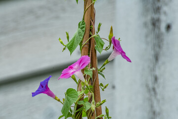 Morning glory vines on bamboo tutor landscape