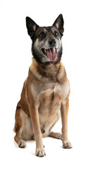 Belgian shepherd malinois seated
