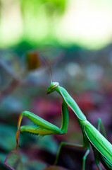 Mantis religiosa perfil