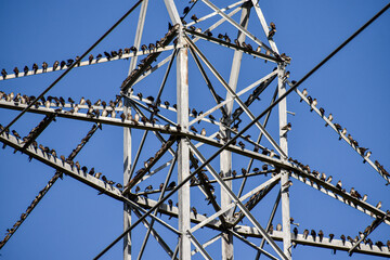 Birds on a lot of wires.