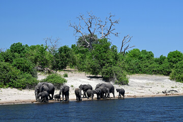Chobe River: elephant familiy passing the river © fmb