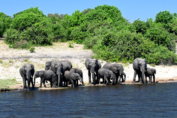Fototapeta na wymiar Chobe River: elephant familiy passing the river