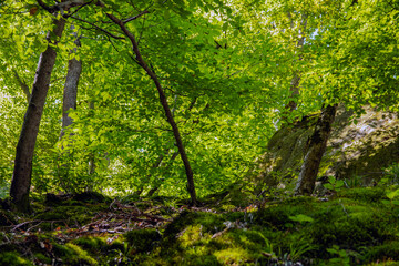 Sunny summer in the forest, young light green leaves on the trees, sunlight through the green foliage.