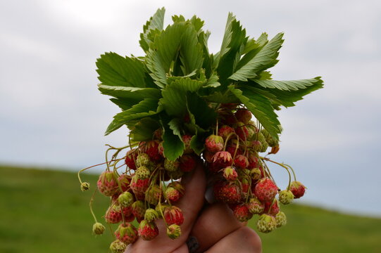 A small bunch of strawberries (Fragaria viridis) with leaves.