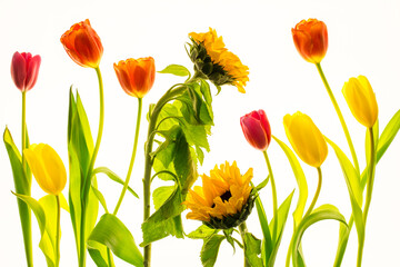 tulips and sunflowers isolated on a white background