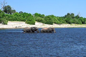 Chobe River: elephant familiy passing the river