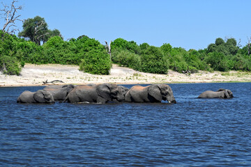 Chobe River: elephant familiy passing the river