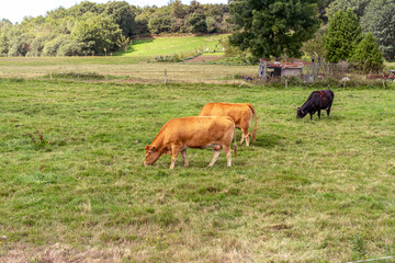 Cows on a grass field