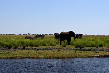 Naklejka na ściany i meble Chobe River: elephant familiy passing the river
