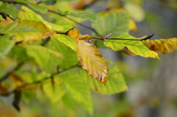 autumn leaves on a tree