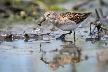 Least Sandpiper foraging for food 