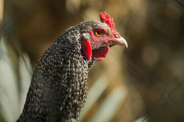 hen in an outdoor pen