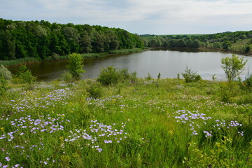 A small pond in the steppe on a bright summer day.