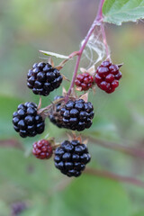 bunch of blackberry growing on the bush