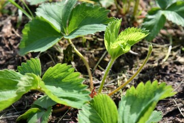 Strawberries grow on organic soil. Organic strawberry beds. Ripening strawberries. Agriculture
