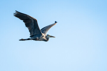 Great blue heron flying over water