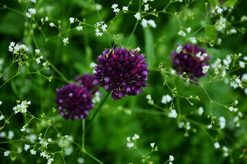 The purple-violet flowers of wild onion (Allium sphaerocephalon), collected in spherical inflorescences, are beautiful.