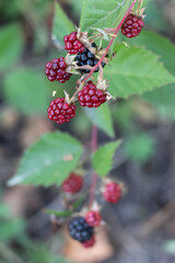 bunch of blackberry growing on the bush