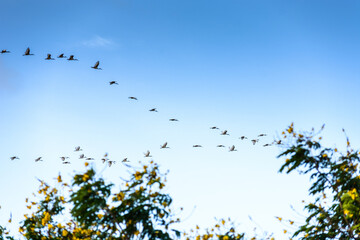 flock of birds flying