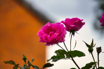 pink rose in the garden