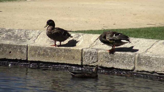 Patos no lago