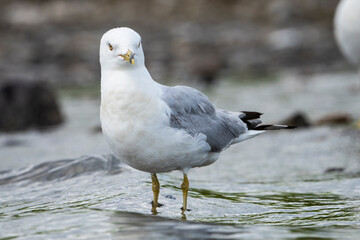 A ring-billed resting on a beach