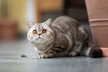 Edel Britisch Kurzhaar Tabby Katze classic auf dem Balkon