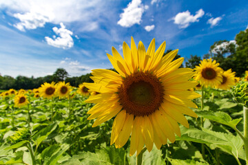 sunflower field with blue sky