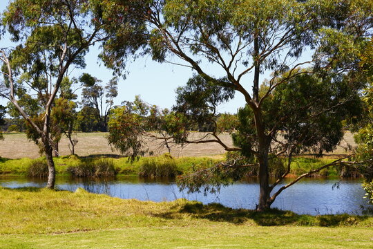 Eucalyptus Trees By A Pond In Margaret River, WA.