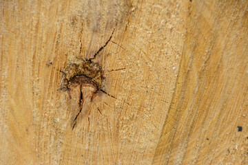 Tree ring log wood. Natural organic texture with cracked and rough surface. Close-up macro view of end cut wood tree section with cracks. Wooden surface.