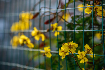 yellow flowers in the fence