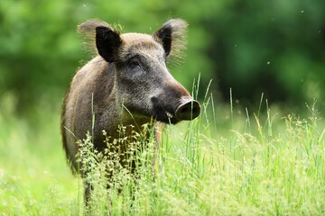 wild boar in the forest at summer